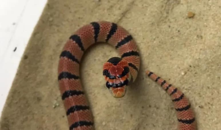 La serpiente, al menos, no suele atacar a las personas y sólo hay históricamente un caso reportado por mordedura. (INTERNET)