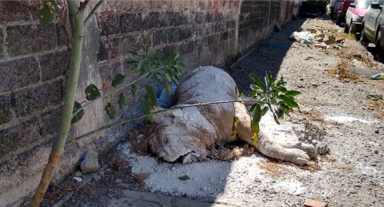 La Brigada de Vigilancia Animal de la Secretaría de Seguridad Ciudadana (SSC) resguardó el cadáver de un león africano que fue hallado en calles de la alcaldía Iztapalapa, por lo que fue trasladado a las instalaciones de la Procuraduría Federal de Protección al Ambiente (Profepa). (ESPECIAL)