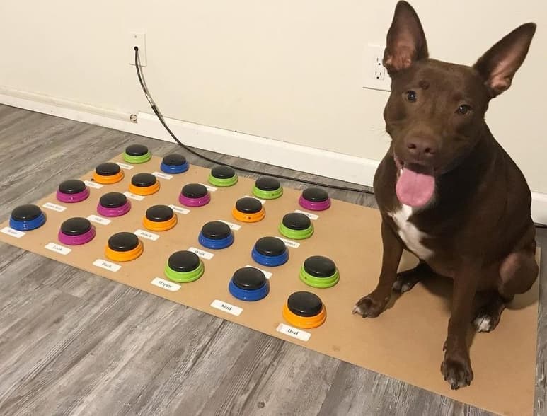 Stella fue entrenada desde los 2 meses de edad. (INSTAGRAM / @hunger4words)