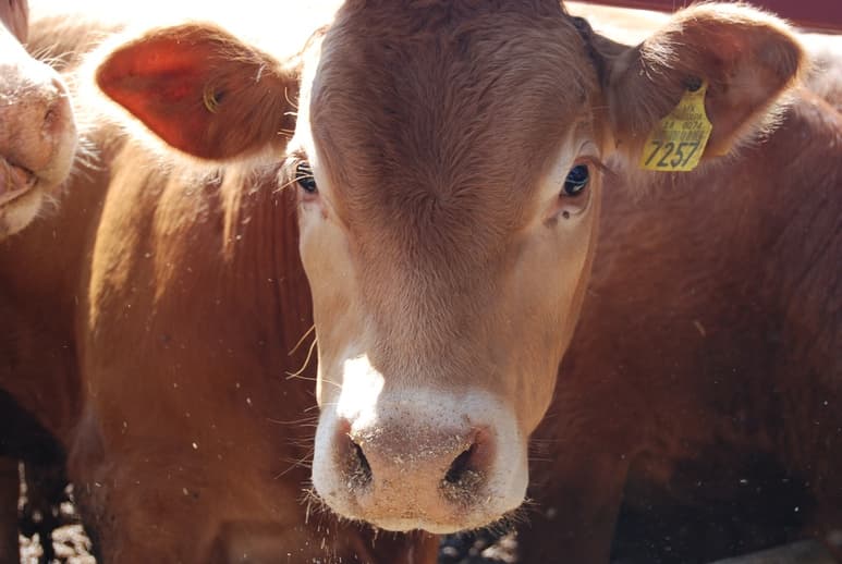El Departamento de Agricultura de EUA bajó el estatus de exportación a 11 estados; no incluye Durango, pero sí a estados vecinos. (EL SIGLO DE TORREÓN)