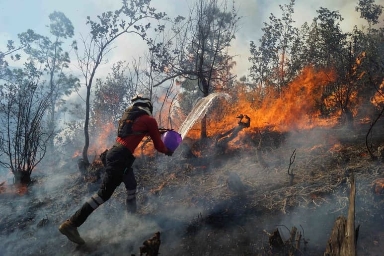 En lo que va del año se han registrado más de 30 siniestros forestales. (AGENCIAS)