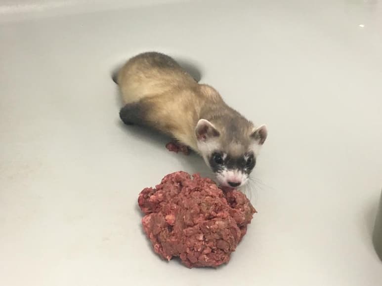 'Elizabeth Ann', una hembra de hurón de patas negras (Mustela nigripes), es el primer ejemplar clonado de una especie nativa de Norteamérica en peligro de extinción y la esperanza de científicos y conservacionistas para recuperar la especie. (ARCHIVO)