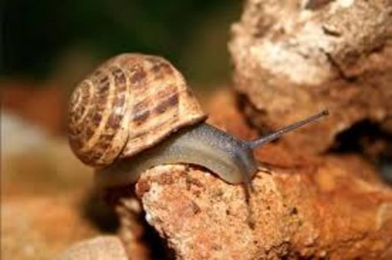 El veneno del caracol marino cónico (Conus nux) puede servir para desarrollar tratamientos contra la malaria severa y otras enfermedades, según un estudio de la Facultad de Medicina de la Universidad Atlántica de Florida (FAU) publicado en la revista 'Journal of Proteomics'. (ESPECIAL)