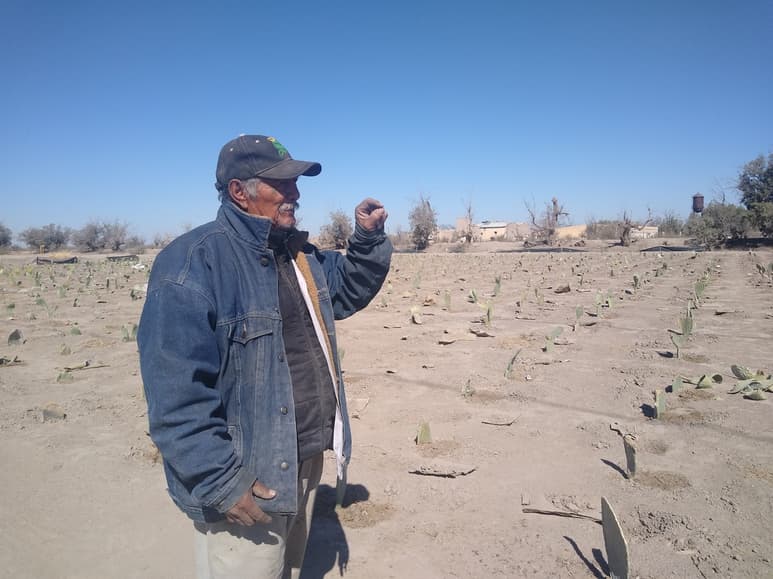 César inició con 3 mil pencas de nopal que plantó en menos de una hectárea; su idea es ampliar la superficie. (EL SIGLO DE TORREÓN)