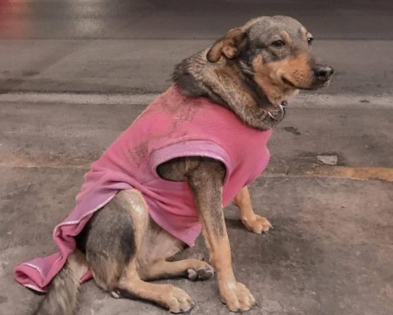La taquería Torres de Ciudad Victoria se volvió viral en Facebook luego de aclarar que la perrita Lola es parte de su equipo de trabajo y aclaró la situación a los clientes 'incómodos' que se quejan de ella. (Facebook)