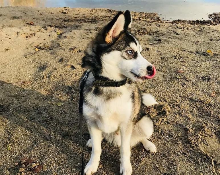 Un fragmento de fémur de 10,150 años, que se considera el resto confirmado más antiguo de un perro en América, apoya la teoría de que estos animales pudieron llegar al continente viajando con los humanos a través de una ruta costera, según un estudio dirigido por la Universidad de Bufalo. (ESPECIAL)