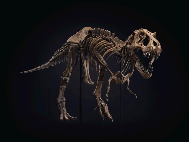 La diversidad de dinosaurios era menor de lo que cabría esperar y, además, había más especies grandes que pequeñas. Un nuevo estudio señala a las crías de Tiranosaurio rex y de otros enormes dinosaurios carnívoros como responsables de haber reducido la diversidad de especies. (ARCHIVO) 
