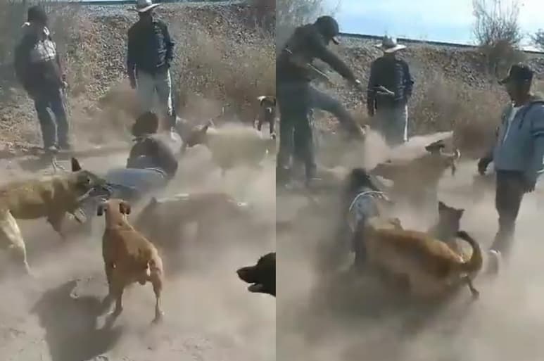 En redes sociales se difundió un video que muestra al presunto ladrón ser atacado por varios perros, lo que hizo pensar que se trataba de un linchamiento por parte de pobladores de La Valla, en San Juan del Río (CAPTURA)