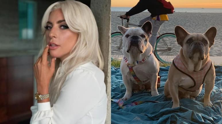 Lady Gaga recuperó este viernes ilesos a los dos bulldogs que le robaron tras un asalto el pasado miércoles en el que el paseador de perros de la estrella recibió un disparo. (ESPECIAL)