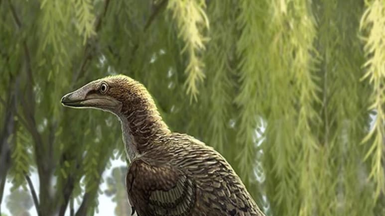 Investigadores del Instituto Catalán de Paleontología Miquel Crusafont (ICP) han descrito una nueva especie de dinosaurio carnívoro, emparentado con las aves actuales, que vivió en los Pirineos, tras analizar unos restos fósiles hallados en 2003. (ESPECIAL)