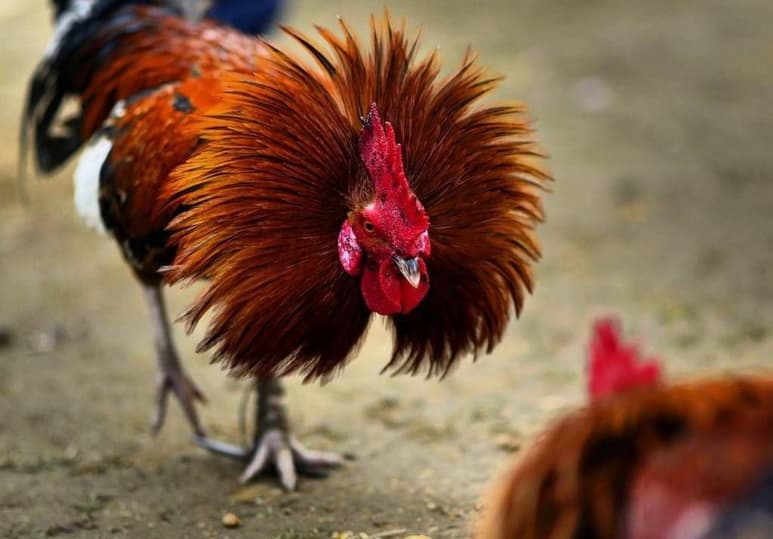 Al intentar escapar, el gallo rasgó accidentalmente la entrepierna de su dueño provocándole la muerte (ESPECIAL)