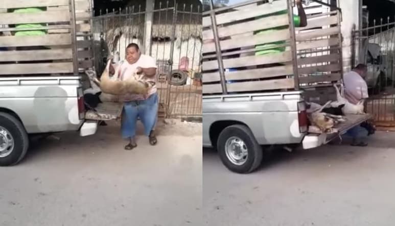 Por medio de Facebook, una mujer denunció el envenenamiento del que su perro y otros fueron víctimas en Yucatán (CAPTURA)