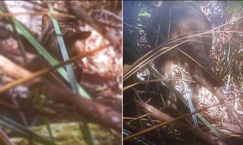 Un hombre que ha explorado la selva por años asegura que fotografió al Tigre de Tasmania, el cual fue declarado extinto en 1980. (Especial)