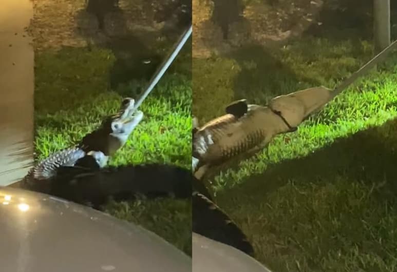 El caimán aprovechó la ausencia de la familia para escabullirse al garaje de su hogar (FACEBOOK) 