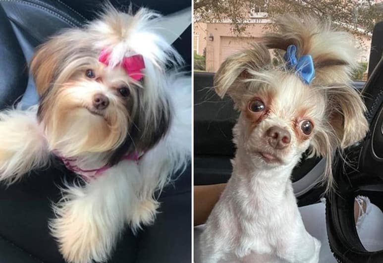 Dicen que el perro ahora se parece a Sid, un personaje de las películas de la saga animada ‘Ice Age’. (INTERNET)