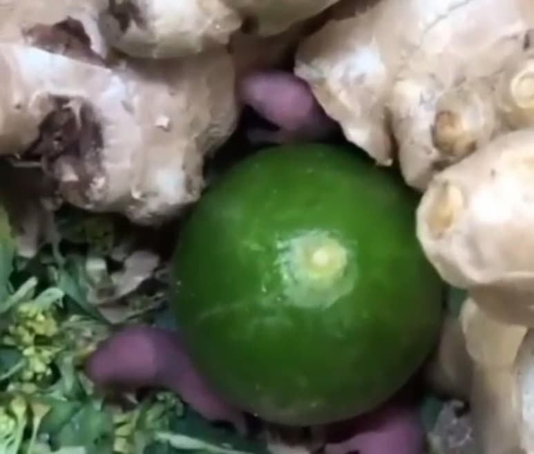 Por medio de TikTok, un usuario difundió el video en el que exhibe a un grupo de ratas bebés moviéndose entre los jengibres en la sección de verduras de un Chedraui. (TikTok)