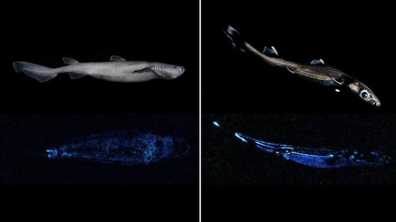 Un tiburón de 1.80 metros de largo, que brilla en la oscuridad y habita las profundidades de las aguas de Nueva Zelanda es el 'vertebrado luminoso más grande del mundo que se conoce hasta la fecha', según un estudio científico. (ARCHIVO)