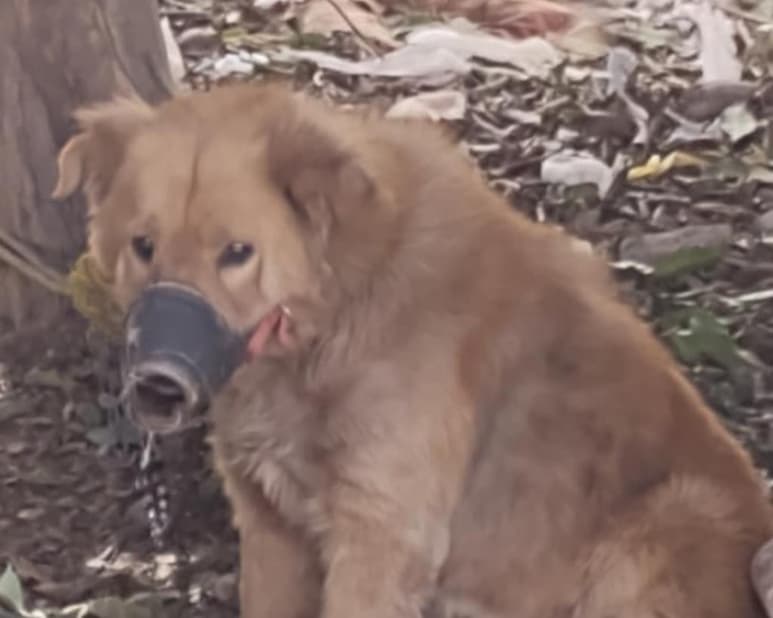 Este viernes en Lerdo, Dgo, una joven realizó el reporte en redes sociales de presunto maltrato animal en una vivienda tras notar que un perrito tipo Golden Retriever se encontraba amarrado y amordazado en el terreno. (Especial)