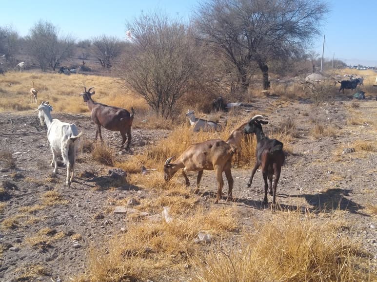 Cirilo dijo que poco menos de 40 cabras están preñadas, por eso solo obtiene de 17 a 20 litros de leche. (EL SIGLO DE TORREÓN)