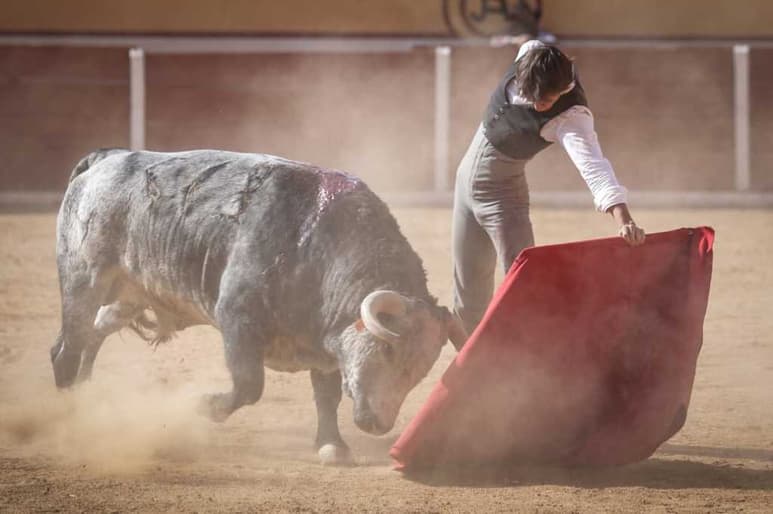 Fue un magnífico ejemplar de la ganadería de Tenexac, el que volvió a los corrales, luego de una estupenda faena por parte del lagunero. (ESPECIAL)