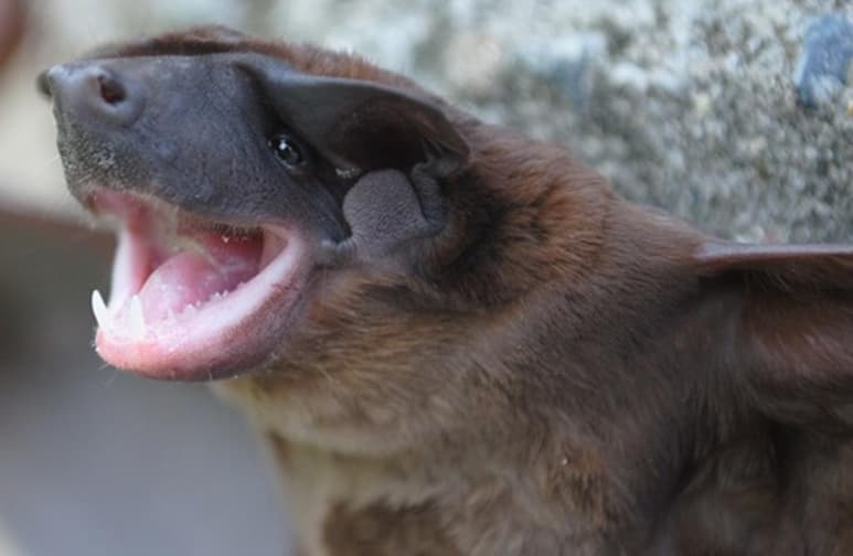 La nueva especie fue ubicada en los Andes de Colombia, Ecuador y Perú (ESPECIAL)