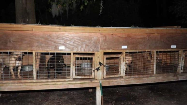 Una operación conjunta de la Policía de Daytona Beach (noreste de Florida) y grupos de defensa de los derechos de los animales en Estados Unidos condujo a la incautación de 42 perros pitbull y el arresto de tres personas involucradas en la organización de peleas entre ellos, informaron este miércoles las autoridades. (ESPECIAL)