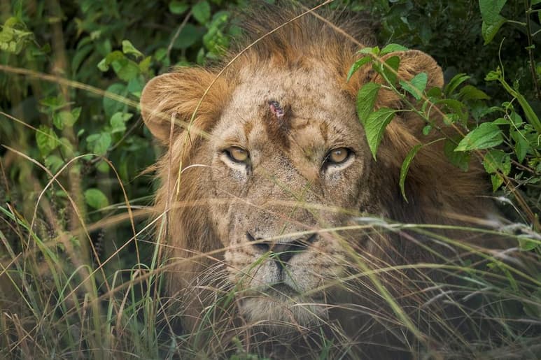 Los expertos calculan una reducción del 50 % en el número de grandes felinos en solo 11 años, pasando de unos 120 ejemplares a cerca de 60. (ARCHIVO)