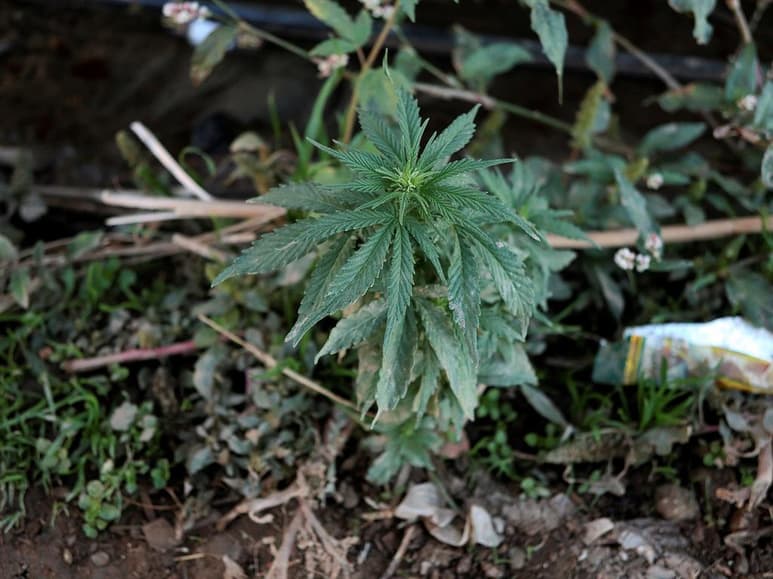 A unos días de que se apruebe la minuta sobre la legislación y regulación del cannabis, el Consejo Cannábico Nacional (CCN) demandó al Senado de la República que modifique el dictamen, ya que no distingue entre cannabis psicoactivo y cáñamo industrial, por lo que, de aprobarse tal como se envió a la Cámara de Diputados, provocaría afectaciones muy graves en materia social, comercial, económica, ambiental y legal. (EFE)