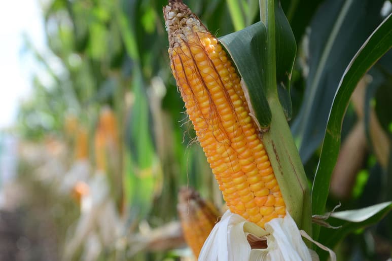 Un grupo de 27 asociaciones agropecuarias alertaron al gobierno de Estados Unidos por el 'alarmante' deterioro que hay en la relación comercial con México, sobre todo por el decreto presidencial que prevé la eliminación del uso de maíz transgénico y glifosato de aquí al 2024. (ESPECIAL)