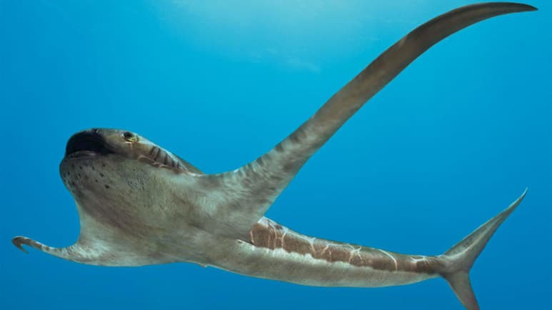Un equipo de paleontólogos descubrió en rocas del Cretácico cerca de Vallecillo, Nuevo León, los restos de una extraña criatura que combina al cuerpo de un tiburón con aletas amplias que parecen alas y que lo vuelven muy similar a las mantas. (ESPECIAL)