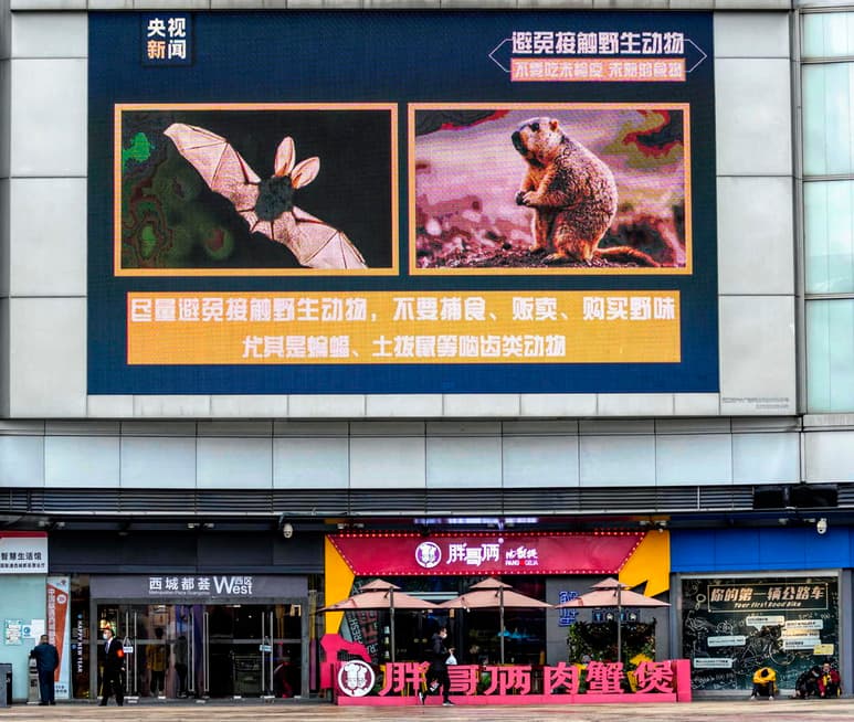 El contagio del nuevo coronavirus desde los murciélagos a los humanos a través de otros animales es la causa más probable de la pandemia, según el borrador de un estudio conjunto de la OMS y China sobre el origen del COVID-19 al que tuvo acceso The Associated Press. El documento consideraba “extremadamente improbable” que el origen fuera una fuga de laboratorio. (ARCHIVO)