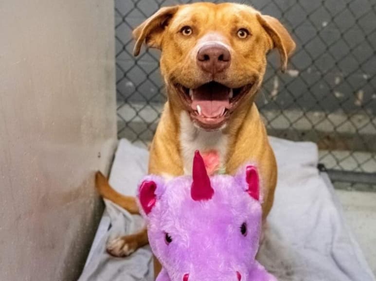 En Kenansville, en Carolina del Norte, la perrita identificada como Sisu se volvió viral luego que una tienda Dollar General llamara a un albergue para llevársela tras descubrir que ella era quien robó en diferentes ocasiones un gran peluche de unicornio rosa. (Especial)