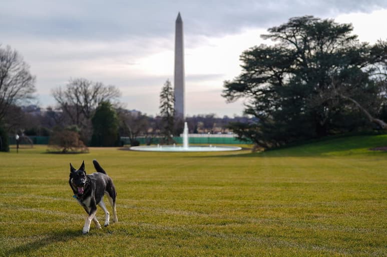 Uno de los dos perros del presidente de Estados Unidos, Joe Biden, y de su esposa, Jill Biden, volvió a morder a una persona en la Casa Blanca después de un incidente similar a principios de este mes, informó este martes la cadena de televisión CNN. (EFE)