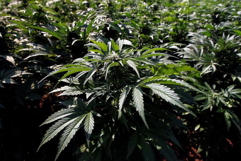 Los adultos en Virginia podrían poseer y cultivar pequeñas cantidades de marihuana a partir de julio, unos tres años antes de lo previsto, bajo cambios propuestos por el gobernador a la ley aprobada este año. (ARCHIVO)