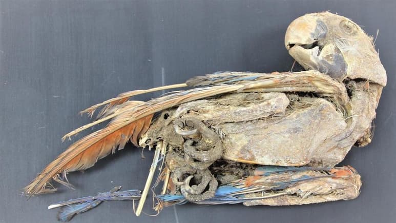 El análisis de restos momificados de al menos seis especies de loros revelan que en el período intermedio tardío, entre 1100 y 1450, las comunidades del desierto de Atacama adquirían ejemplares de estos animales procedentes del trópico amazónico, a más de 500 kilómetros al este. (ESPECIAL)