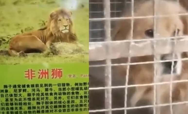 En el lugar donde debería estar el león se encontraba un perro de la raza golden retriever (CAPTURA) 