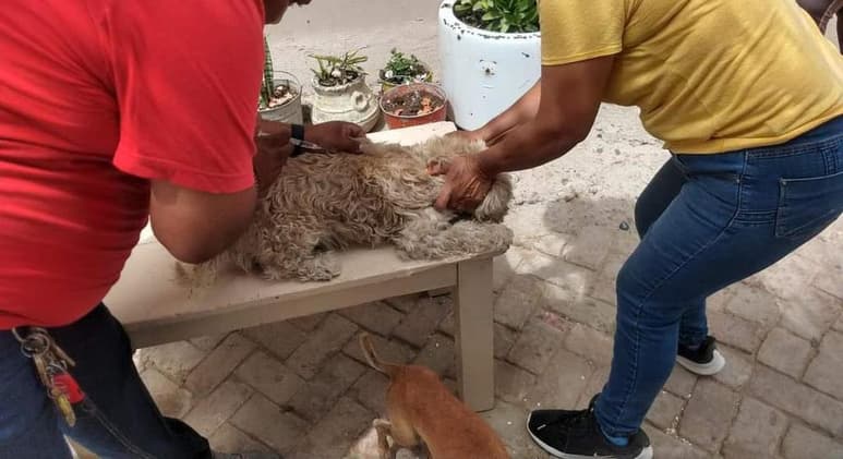 Los ciudadanos podrán llevar a perros y gatos a su vacunación atendiendo las medidas sanitarias.