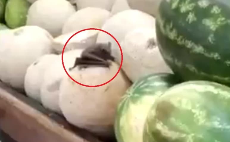 El animal fue captado comiendo de un melón supuestamente en el interior de un mercado en Mérida, Yucatán (CAPTURA)
