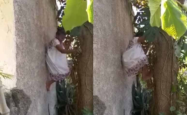 La mujer mayor sorprendió a internautas con su agilidad para trepar a los árboles a su edad (ESPECIAL)
