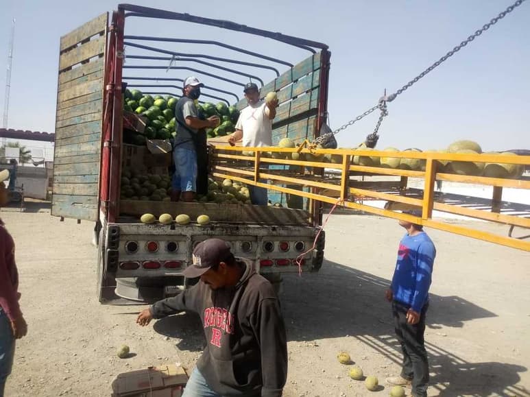 El melón de Matamoros, Coahuila es reconocido como el más sabroso de la república mexicana. (EL SIGLO DE TORREÓN)