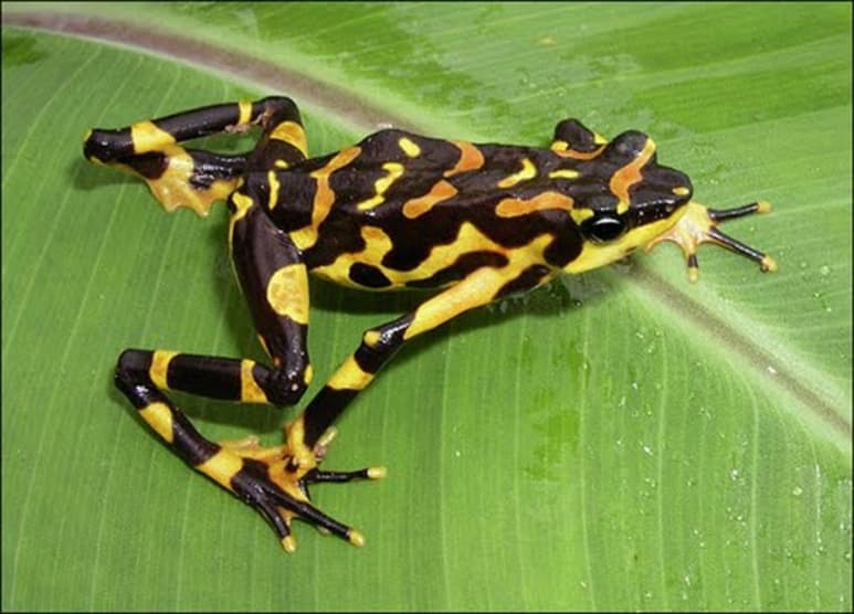 Una nueva especie de rana arlequín perteneciente a una familia que está en peligro de extinción fue descubierta en la selva del Tapón de Darién, la frontera natural entre Panamá y Colombia, informó el Ministerio de Ambiente panameño. (ESPECIAL)