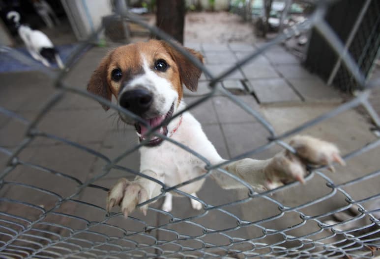 Morena busca reformar el artículo cuarto de la Constitución para que el Estado mexicano considere a los animales como seres sintientes y con derechos. (ARCHIVO)