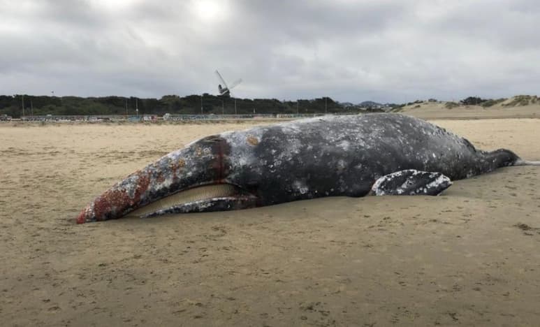 El cadáver de una ballena gris adulta de 41 pies (12.5 metros) apareció el 3 de marzo en la zona de Crissy Field en San Francisco. (ARCHIVO)