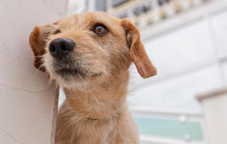 El perrito y las acciones del personal del IEE, han cautivado en redes (TWITTER)