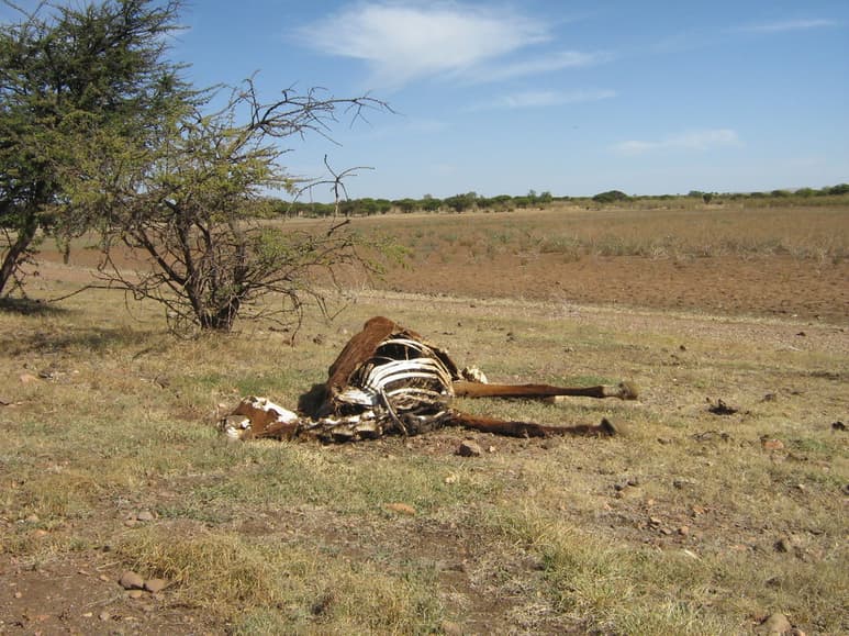 Los sectores productivos que dependen de las condiciones naturales se verían severamente afectados por la falta de lluvias importantes durante varios meses. (EL SIGLO DE TORREÓN)