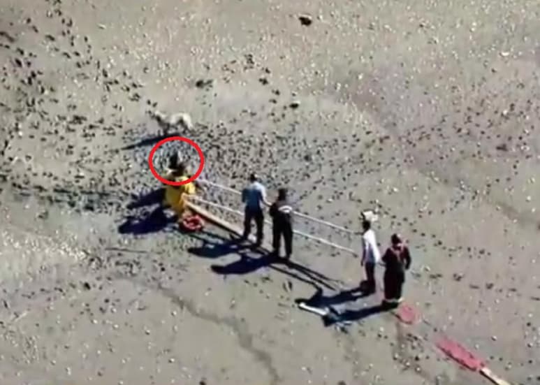 La mujer había salido a pasear con el perro de su hijo. (INTERNET)