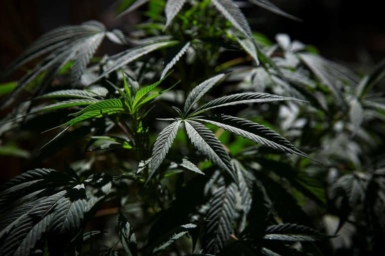  El senador mexicano Ricardo Monreal llamó este lunes a no precipitarse en la aprobación de la ley sobre el consumo lúdico de marihuana, cuyo plazo vence el 30 de abril para no hacer una mala ley. (ARCHIVO)