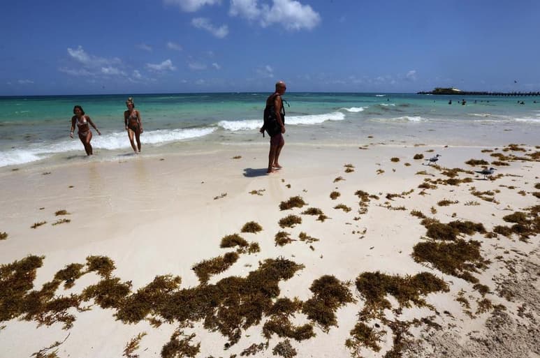 El arribo masivo de sargazo se adelantó a la temporada de recale que, habitualmente, se presenta con intensidad a partir de mayo, cada año, lo que es visible en la costa del sur de Quintana Roo, plagada de la macroalga parda en la actualidad. (ARCHIVO)