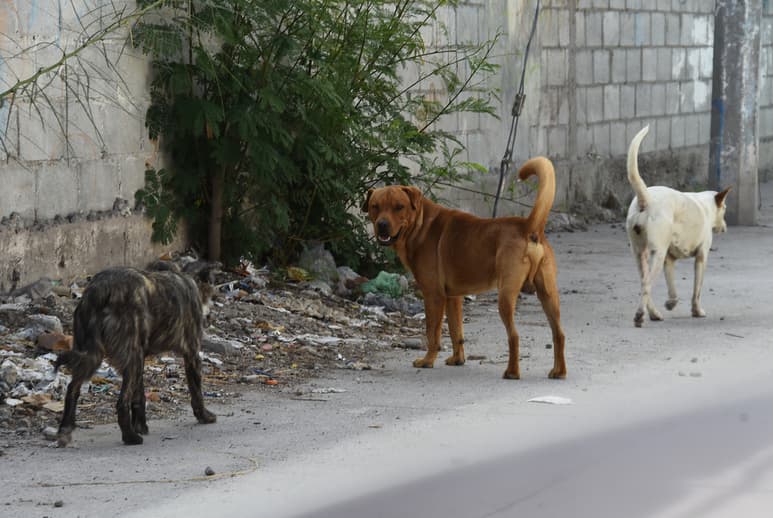 Estas labores se realizan con la intención de mantener un control en el crecimiento desmedido de la población canina y felina. (EL SIGLO DE TORREÓN)