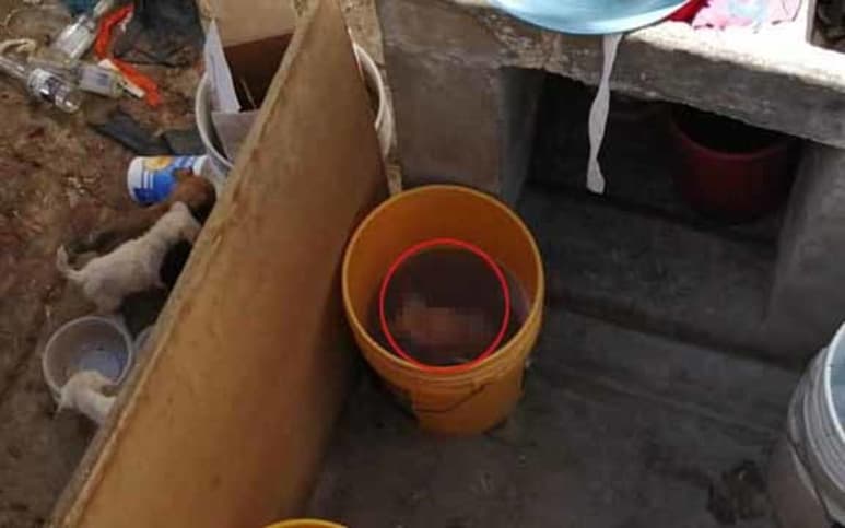 A través de Facebook, una mujer reportó el caso de crueldad animal que supuestamente viven unos cachorros en un domicilio de Gómez Palacio (CAPTURA)